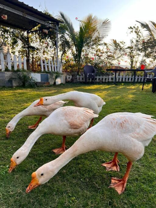 Saifarms Private Farmhouse Between Pune & Lonavala Nethersole Dam Eksteriør bilde